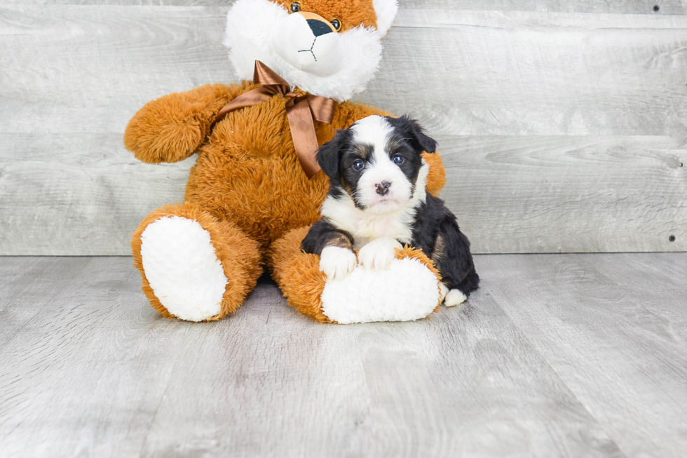 Mini Bernedoodle Pup Being Cute