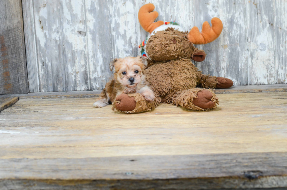 Happy Morkie Baby