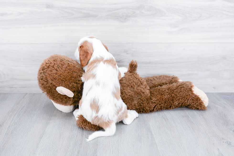 Cavalier King Charles Spaniel Pup Being Cute