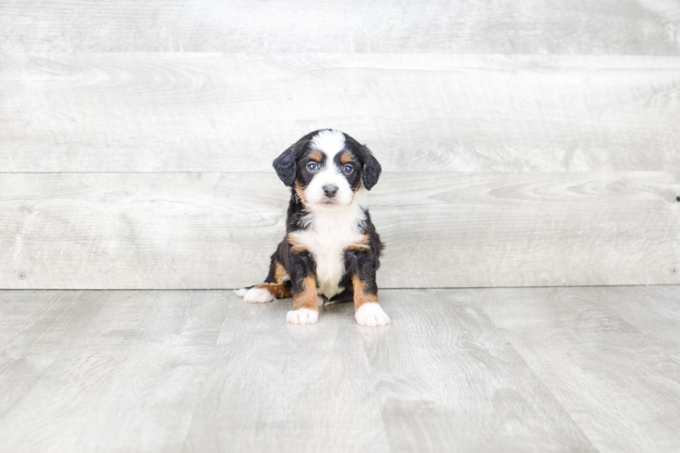 Mini Bernedoodle Pup Being Cute