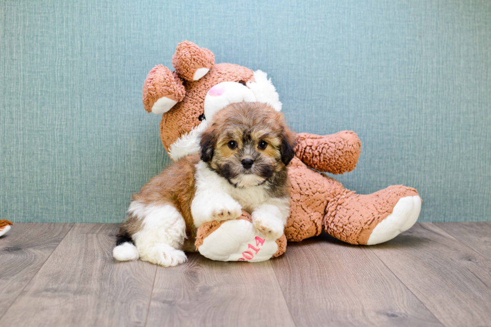 Havanese Pup Being Cute