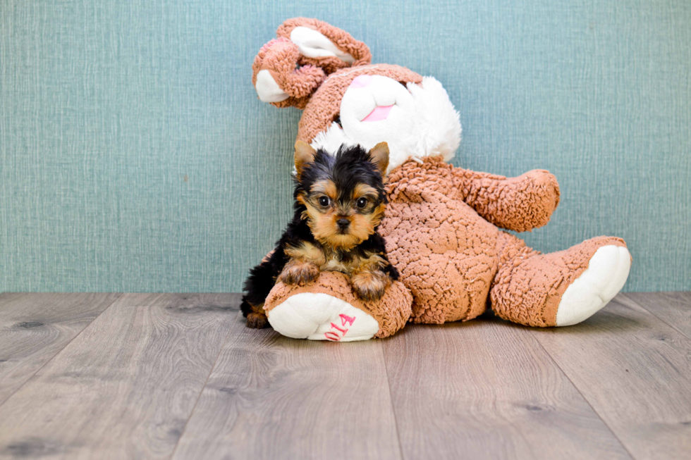 Meet Ronaldo - our Yorkshire Terrier Puppy Photo 