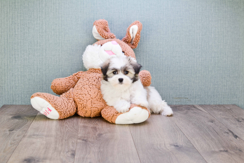 Best Havanese Baby