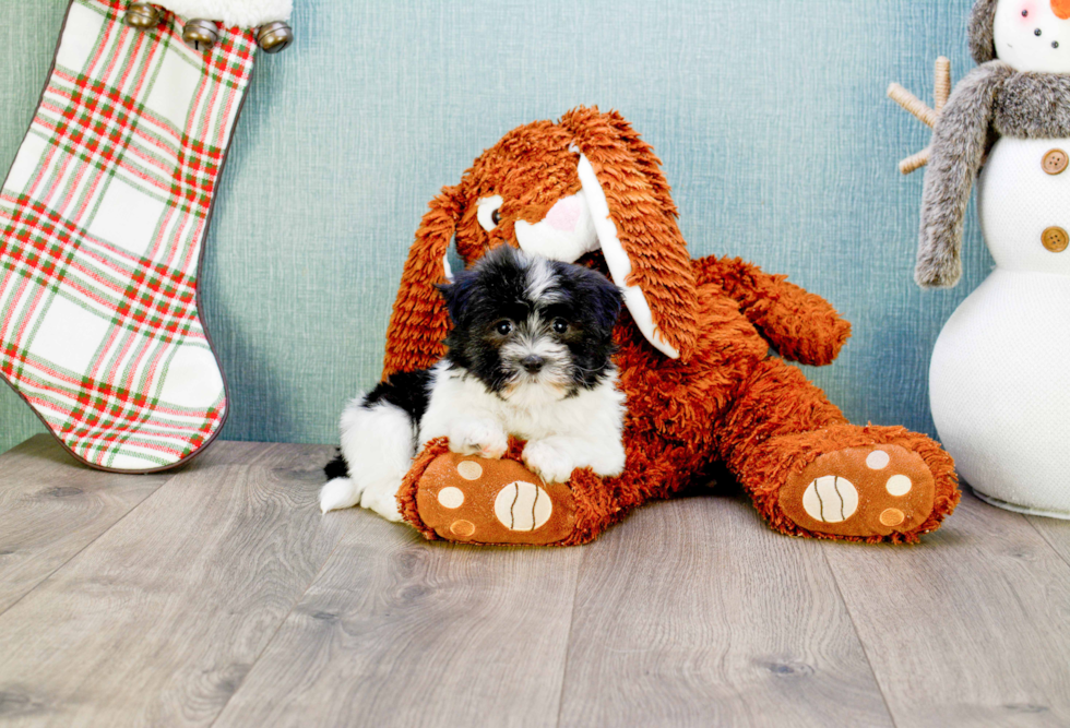 Havanese Puppy for Adoption