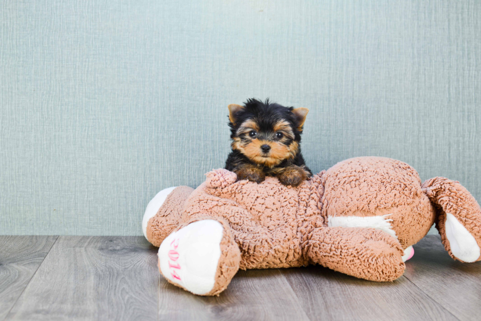 Meet Victoria - our Yorkshire Terrier Puppy Photo 