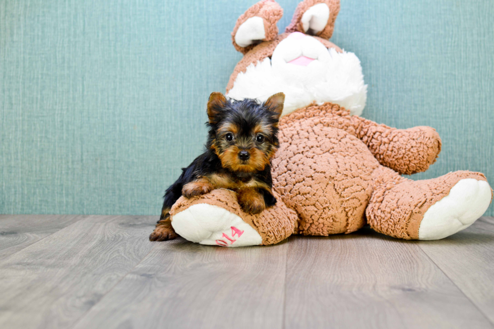 Meet Giselle - our Yorkshire Terrier Puppy Photo 