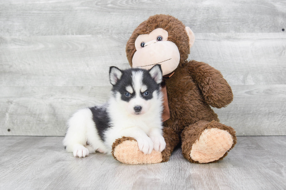 Best Pomsky Baby