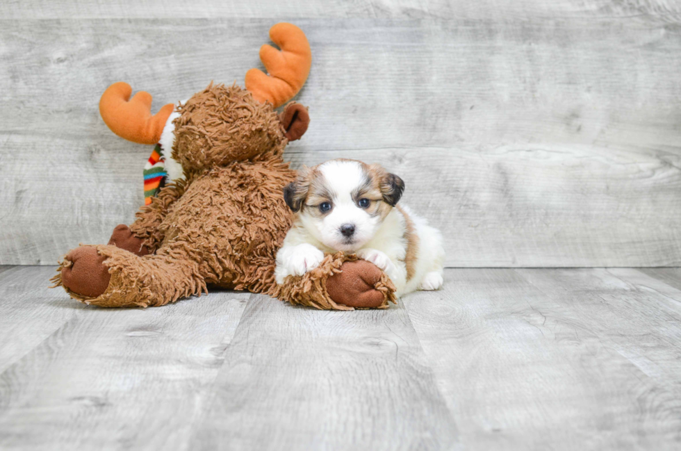 Teddy Bear Pup Being Cute