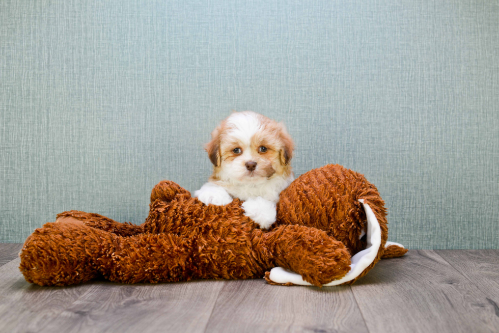 Energetic Shichon Designer Puppy