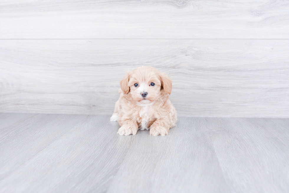 Best Maltipoo Baby