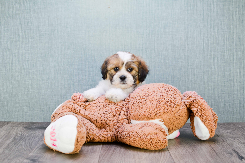 Fluffy Teddy Bear Designer Pup