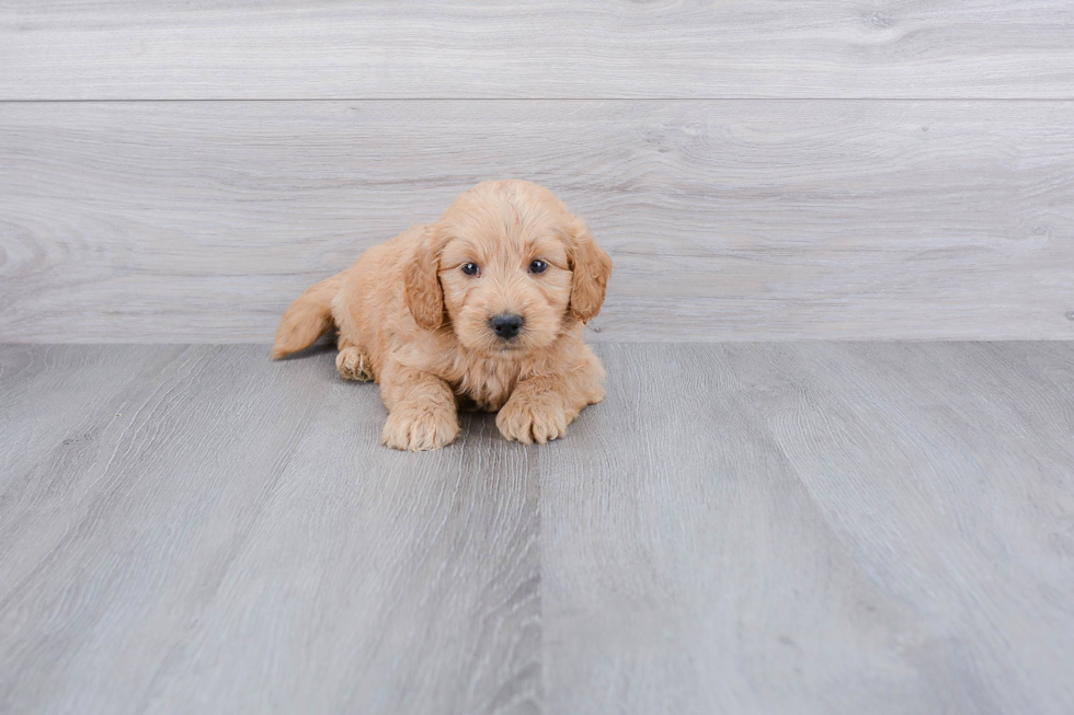 Mini Goldendoodle Puppy for Adoption