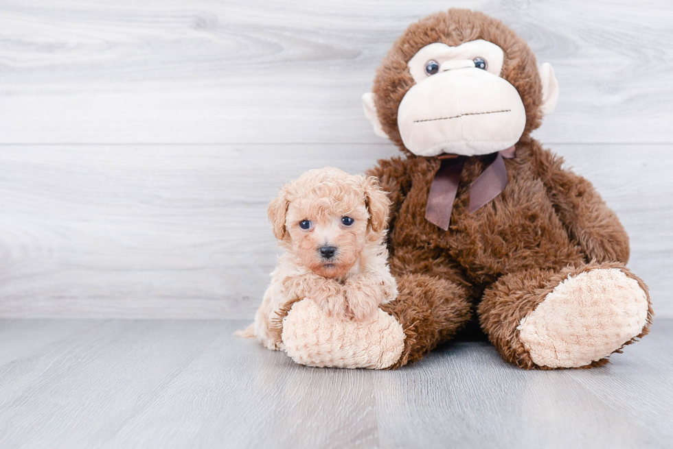 Adorable Havanese Purebred Puppy