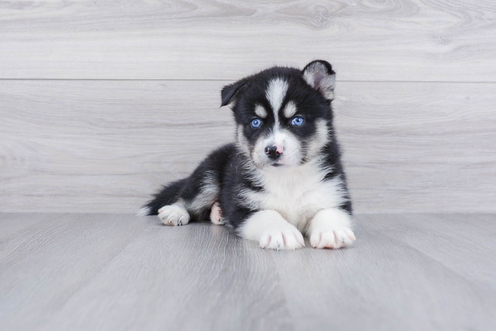 Happy Pomsky Baby