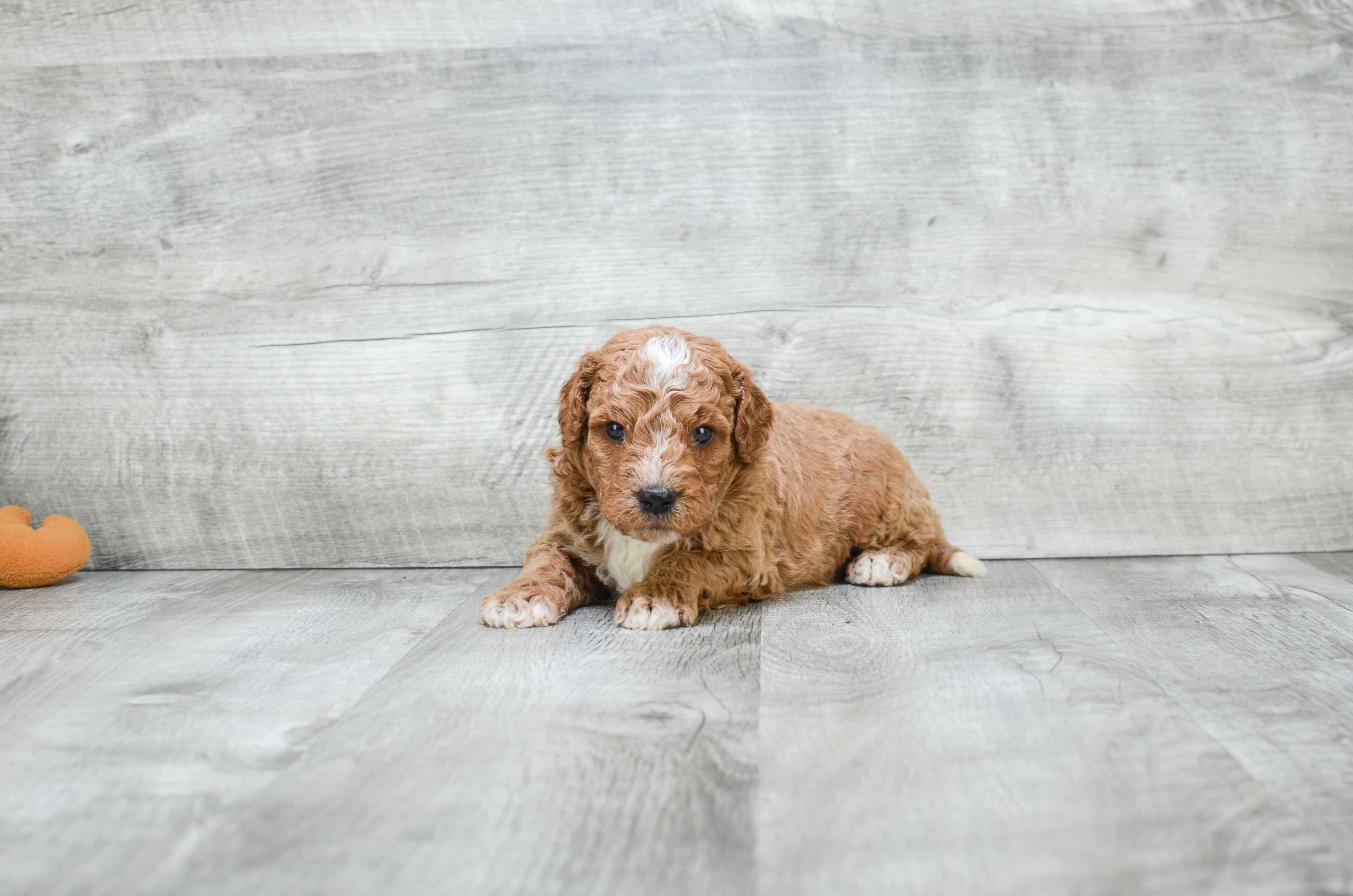 Mini Goldendoodle Puppy for Adoption