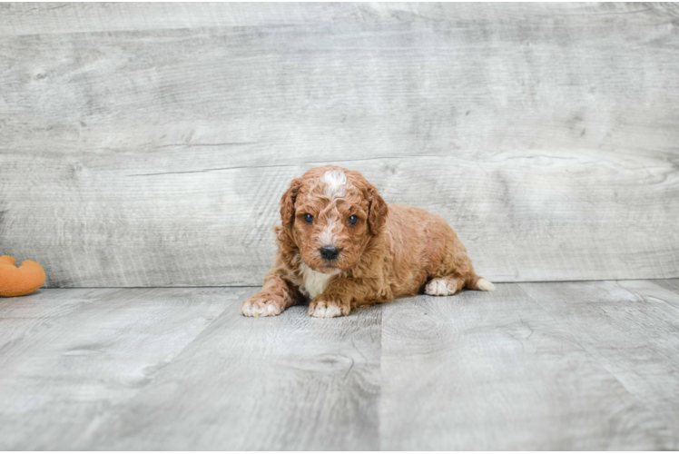 Mini Goldendoodle Puppy for Adoption