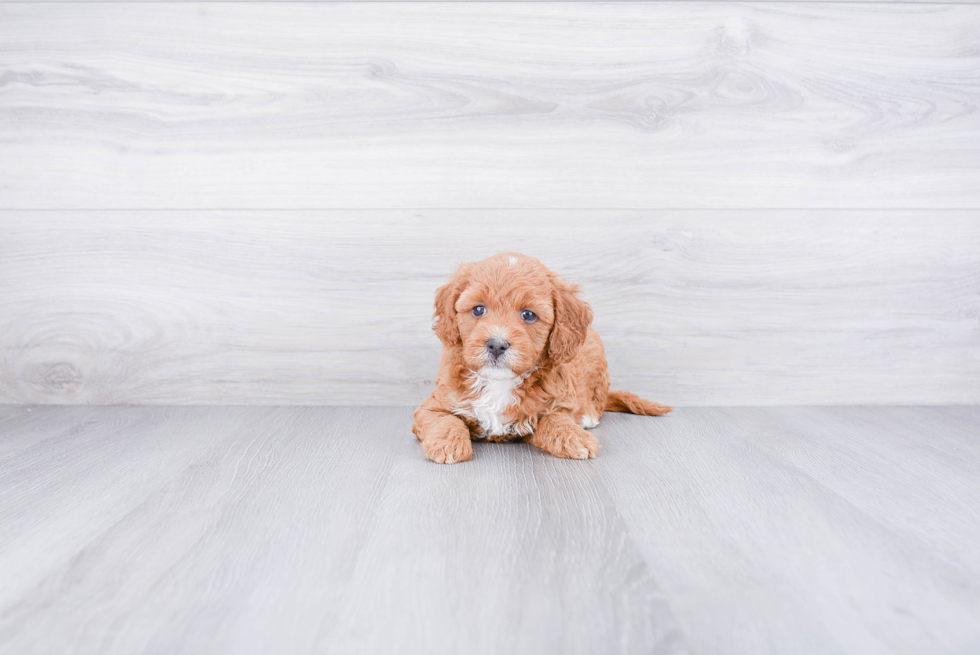 Mini Goldendoodle Puppy for Adoption