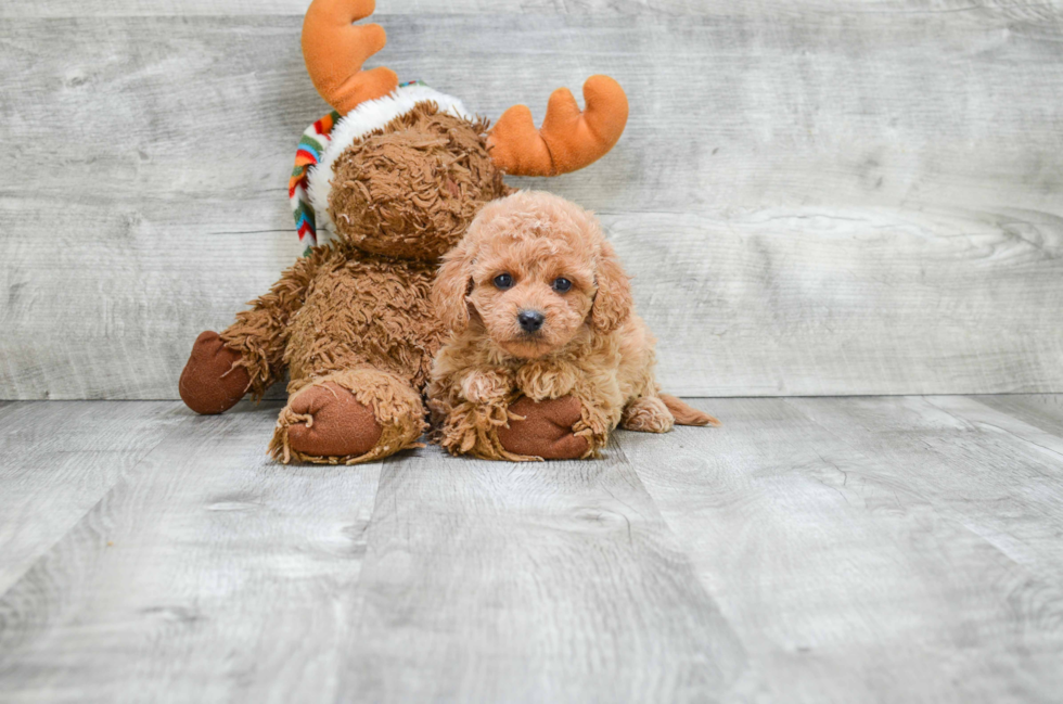 Cute Cavapoo Baby