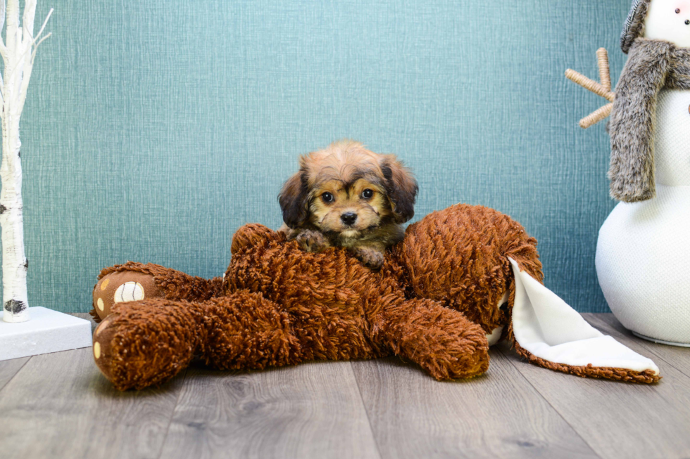 Happy Cavachon Baby