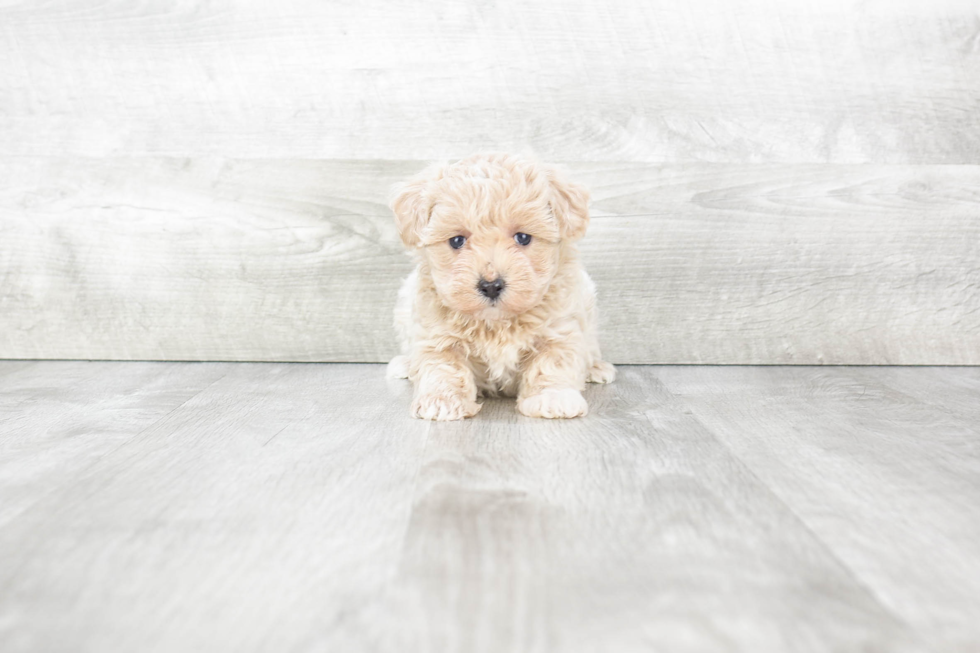 Maltipoo Puppy for Adoption