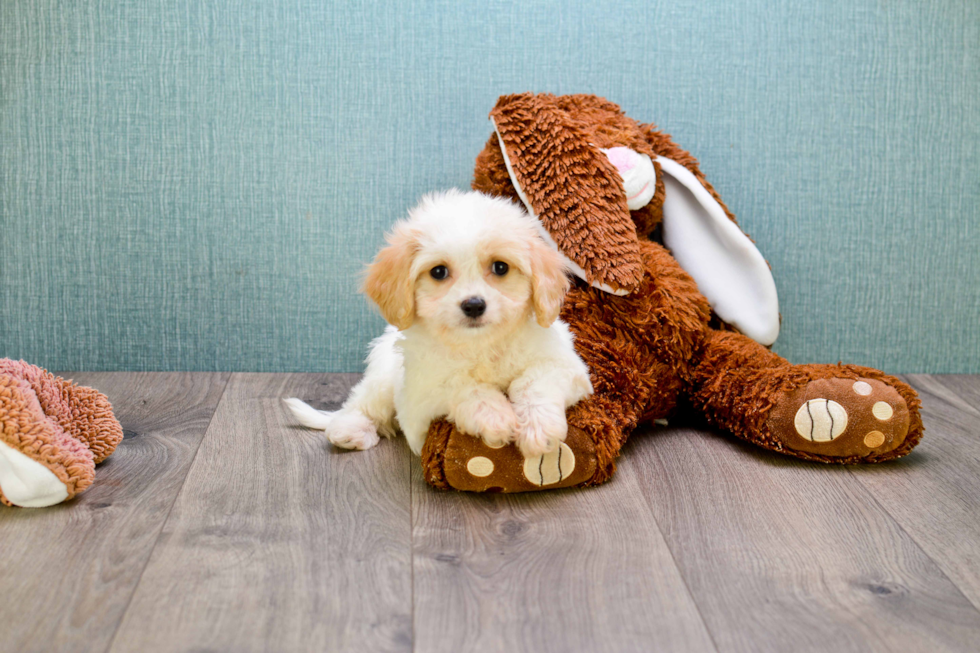 Fluffy Cavachon Designer Pup