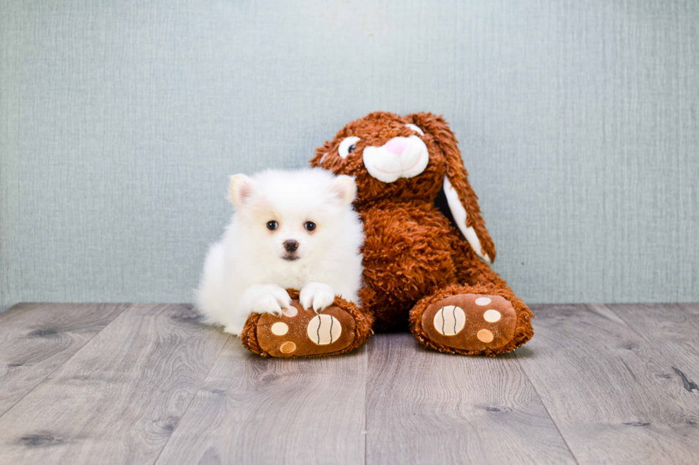 Fluffy Pomeranian Purebred Puppy