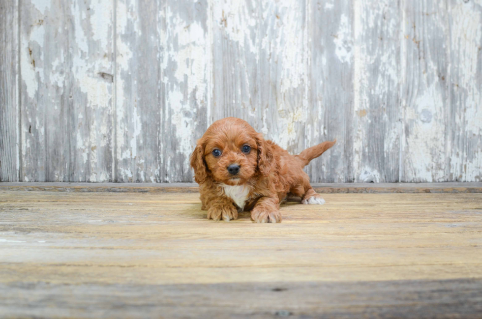 Cavapoo Pup Being Cute