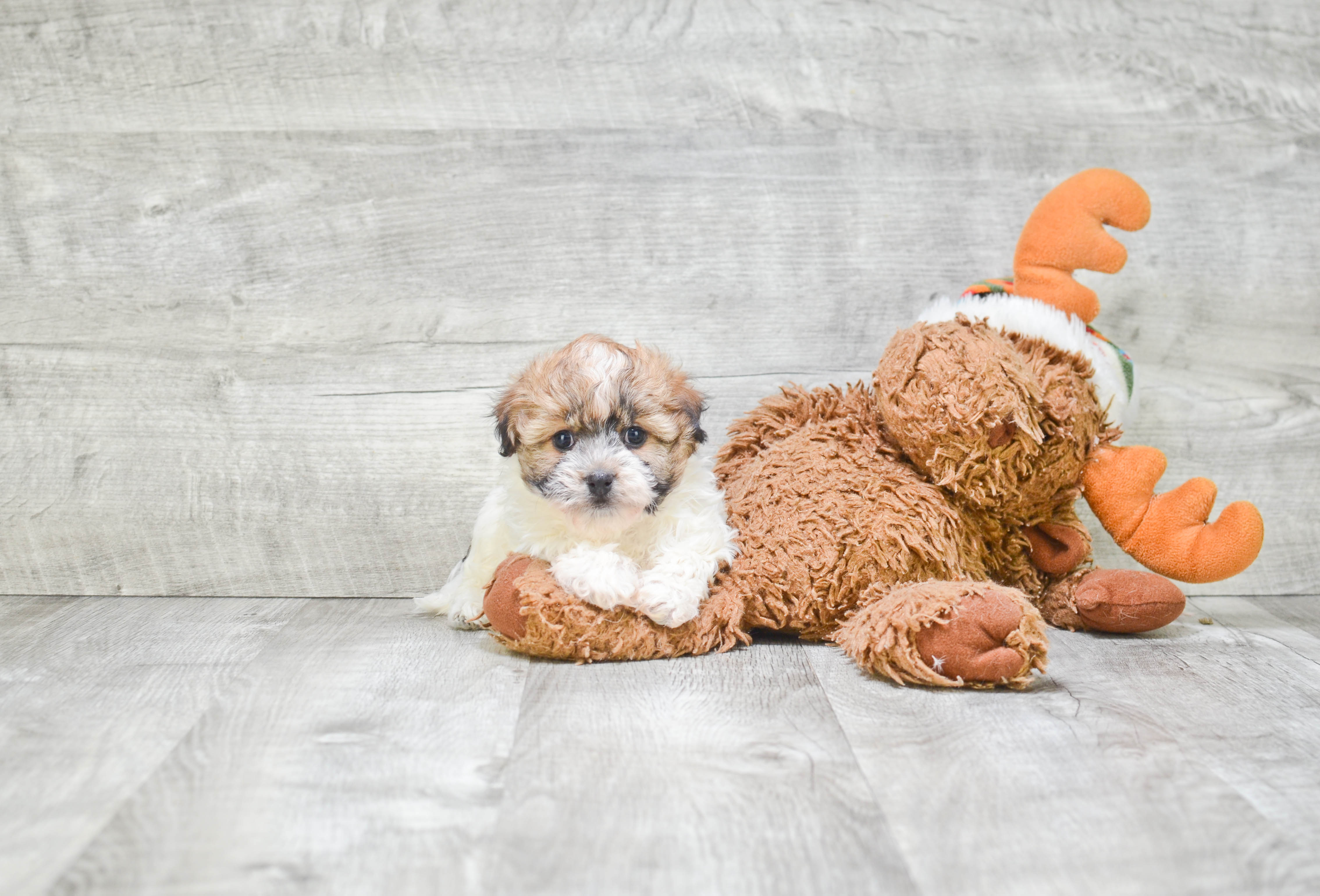 Havanese Pup Being Cute