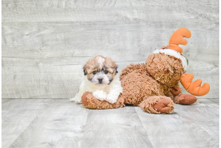 Havanese Pup Being Cute