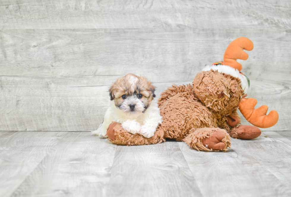 Havanese Pup Being Cute