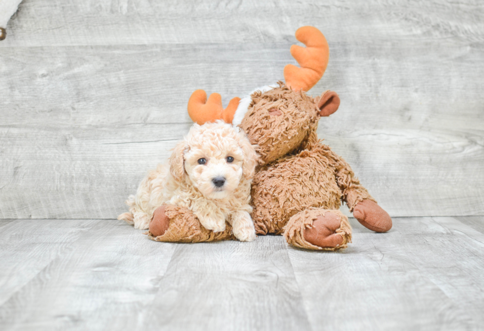 Maltipoo Pup Being Cute