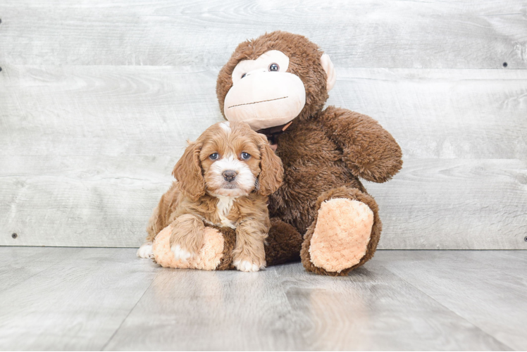 Cockapoo Puppy for Adoption