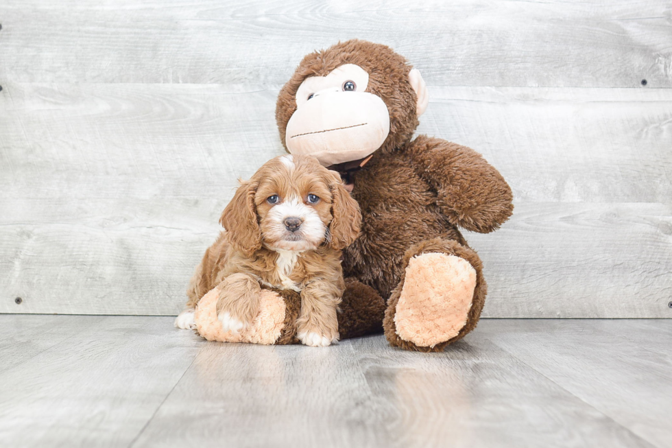 Cockapoo Puppy for Adoption