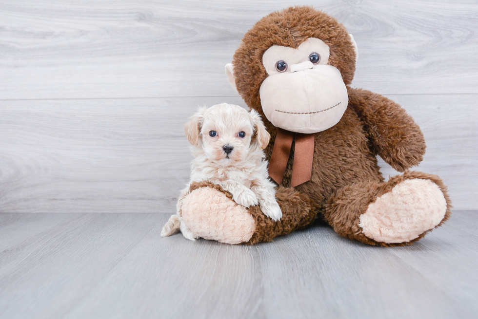 Playful Maltese Poodle Poodle Mix Puppy