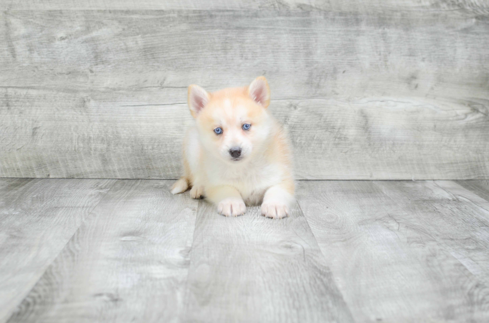 Smart Pomsky Designer Pup