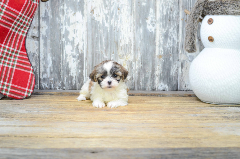 Cute Teddy Bear Baby