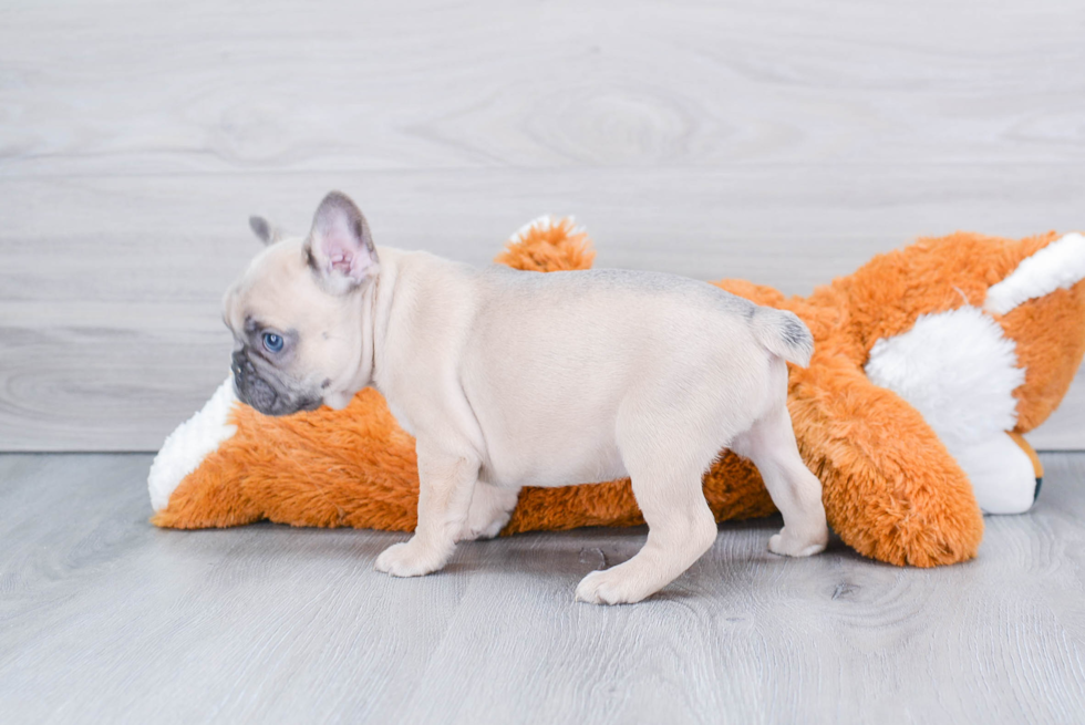 Friendly French Bulldog Baby