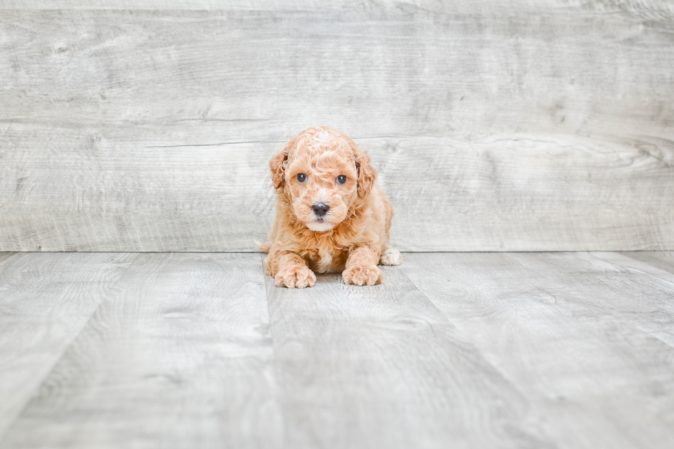 Mini Goldendoodle Pup Being Cute