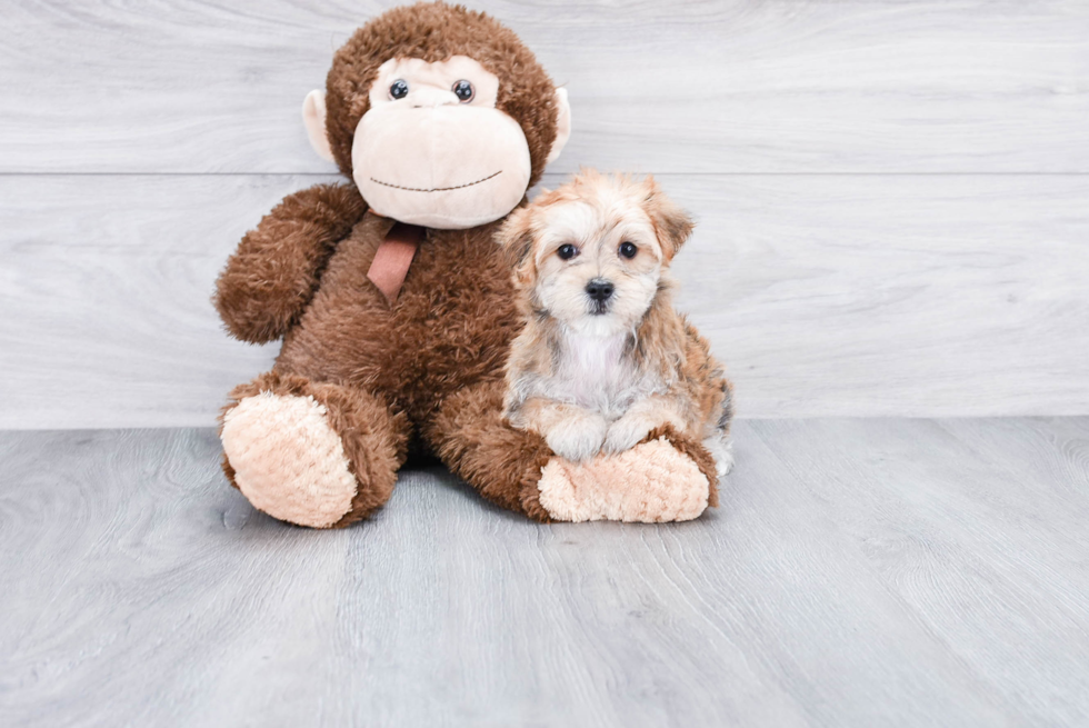 Morkie Pup Being Cute