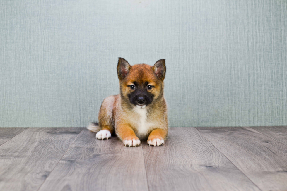 Hypoallergenic Pomeranian Baby