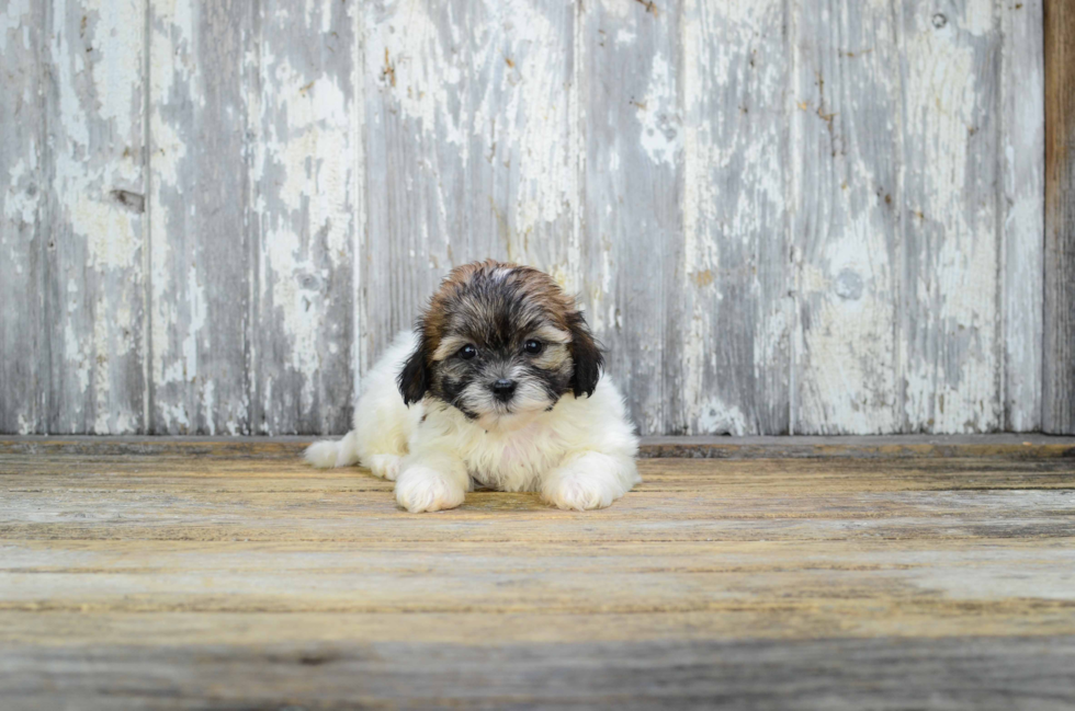 Friendly Teddy Bear Baby