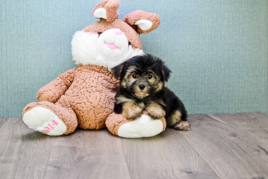 Morkie Pup Being Cute