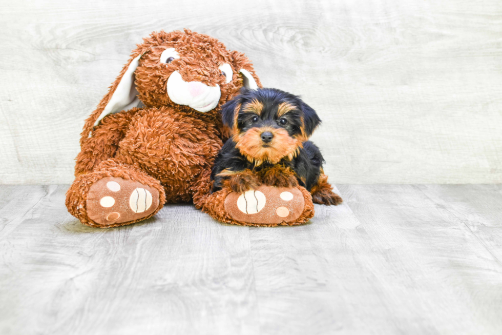 Meet Timmy - our Yorkshire Terrier Puppy Photo 