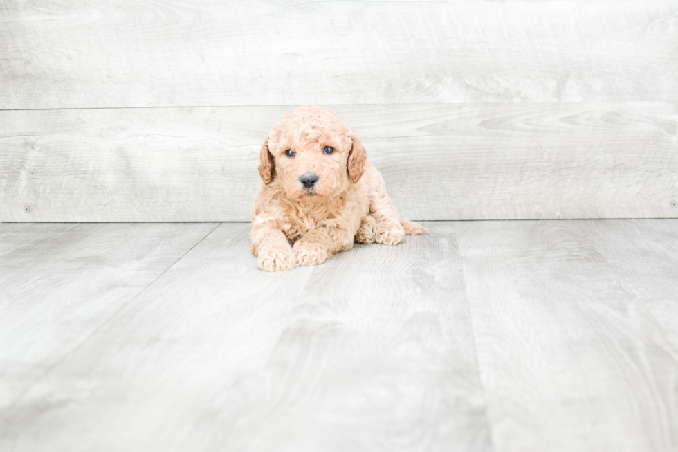 Small Mini Goldendoodle Baby