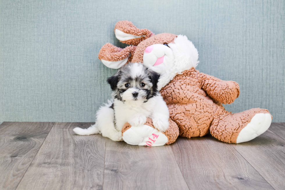 Energetic Havanese Purebred Puppy