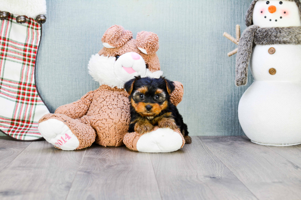 Meet Bella - our Yorkshire Terrier Puppy Photo 