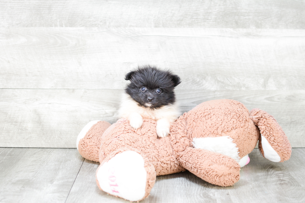 Adorable Pomeranian Purebred Puppy