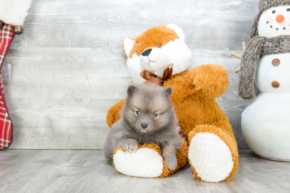 Playful Pomeranian Baby