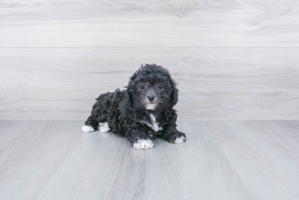 Maltipoo Puppy for Adoption