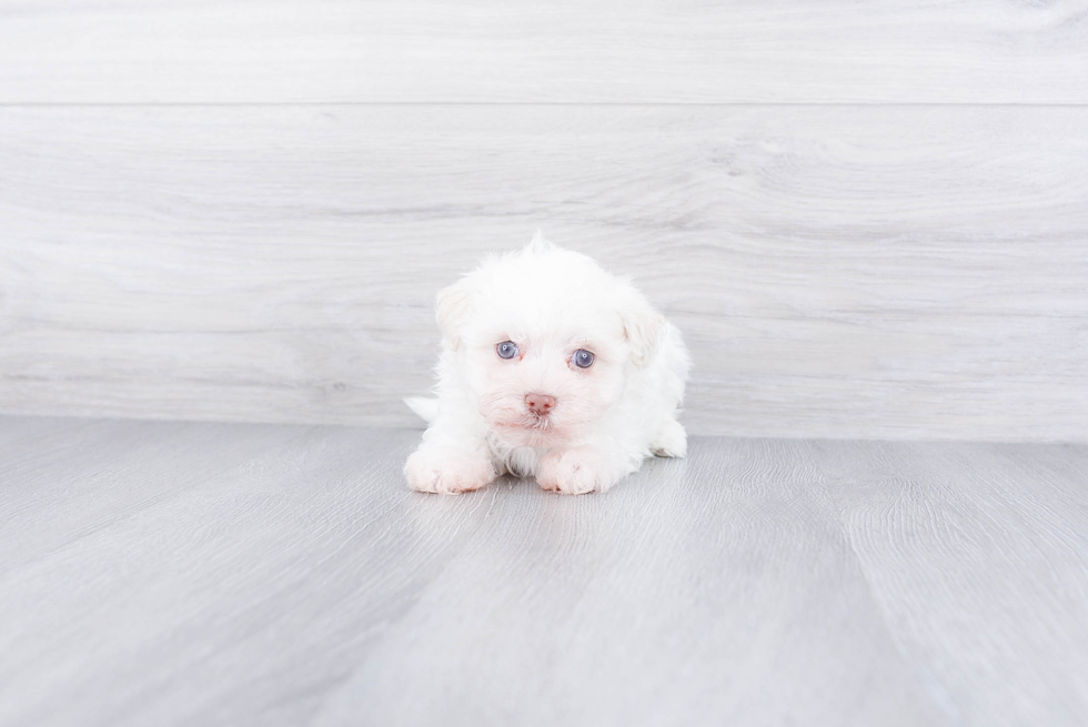 Little Havanese Purebred Pup